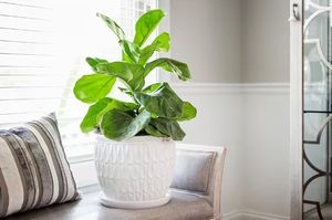 Vasi in Ceramica con Drenaggio, Fioriera in Ceramica Bianca a Goccia con Sottovaso - Product Image 2