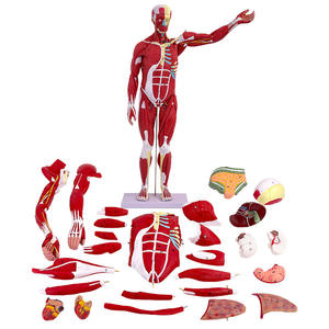 Maniquí de <span class=keywords><strong>ciencia</strong></span> médica, modelo de músculo masculino <span class=keywords><strong>humano</strong></span> de 80CM con 27 piezas, incluye órganos internos para entrenamiento y estudio anatómico - Product Image 6