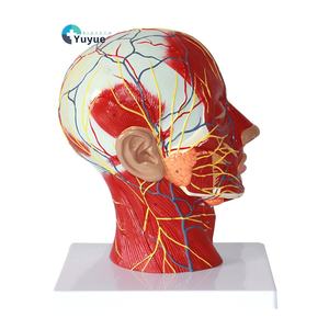 Sezione sagittale con vasi sanguigni e nervi per l'allenamento modello di anatomia della testa facciale di educazione medica - Product Image 1