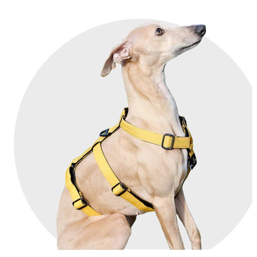 Jaune