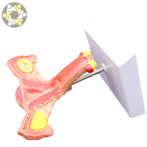 Modelo Anatómico Femenino de Alta Calidad, Órganos <span class=keywords><strong>Genitales</strong></span> <span class=keywords><strong>Internos</strong></span> (Útero), Diseño Correcto, Material de PVC, Tamaño de 20 cm, para Uso Médico - Product Image 5
