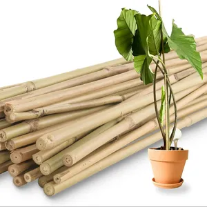 Dry straight cheap raw Tonkin bamboo poles manufactured for garden plant support