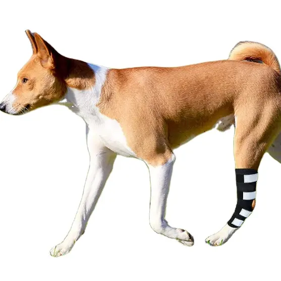 पालतू कुत्ते के लिए घुटने संभालो पीठ दर्द से राहत घुटने संभालो लपेटें कुत्ते घुटने संभालो neoprene