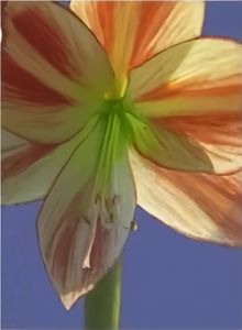 Estampillas Postales Vintage 2015 con Diseño de Rosas, Estampillas Permanentes para Envíos, Hoja de Estampillas Postales de EE. UU., Pegatinas para Correo - Product Image 6