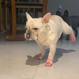 Giày chó mùa hè-Dép thú cưng thoáng khí & không thấm nước cho chó nhỏ - Product Image 5