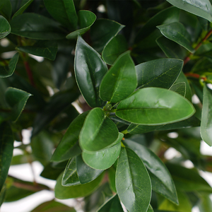 Precio DE FÁBRICA DE China para la venta de plantas artificiales al por mayor de alta simulación hermoso bonsái topiario falso hoja de <span class=keywords><strong>laurel</strong></span> árbol de <span class=keywords><strong>laurel</strong></span> - Product Image 6