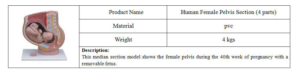 PVC Fetus Uterus Human Anatomical Teaching Models For Practice Teaching