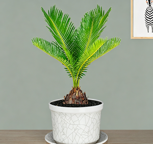 Bonsai <span class=keywords><strong>da</strong></span> Interno per Ufficio e Giardino, Piante Simulate Quattro Stagioni, Piante <span class=keywords><strong>Sempreverdi</strong></span> che Attirano la Ricchezza, <span class=keywords><strong>Fiori</strong></span> in <span class=keywords><strong>Vaso</strong></span> - Product Image 1