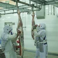 Musulman Vache Ligne D'abattage De Bovins Halal Clé En Main Équipement D'abattoir