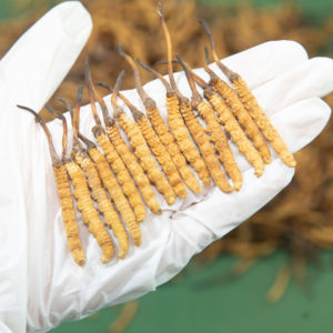 Preço de Atacado <span class=keywords><strong>Cordyceps</strong></span> Natural Flor de <span class=keywords><strong>Cordyceps</strong></span> Cultivada <span class=keywords><strong>Cordyceps</strong></span> Militaris Cru - Product Image 3