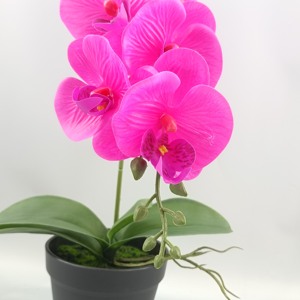 <span class=keywords><strong>Plante</strong></span> d'orchidée artificielle <span class=keywords><strong>en</strong></span> <span class=keywords><strong>pot</strong></span> de haute qualité, prix de gros imbattable, pour la décoration intérieure, mariages, remises de diplômes, Nouvel An - Product Image 3