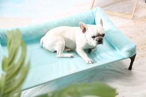 Cómodo colchón elevado para perros con refrigeración impermeable - Product Image 6