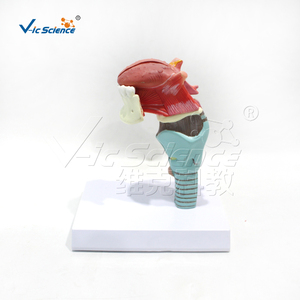 Modelo Anatómico Integrado <span class=keywords><strong>de</strong></span> Laringe, Lengua y Dientes, Desmontable en 5 Piezas, <span class=keywords><strong>de</strong></span> PVC, para Estomatología, Anatomía <span class=keywords><strong>de</strong></span> Otorrinolaringología, Laboratorio, con Certificaciones CE/ISO/ROHS/CNAS - Product Image 3