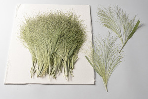 Grama de panicum, artesanato diy, fazer artesanato, planta ecológica, herbílio, pressionado, floral - Product Image 5