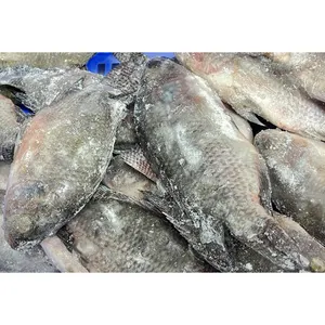 Exportateur chinois rond entier poisson tilapia congelé iqf iwp rond entier wr toutes tailles poisson congelé poisson tilapia