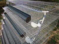 Nouvelles cages à œufs en forme de pyramide à étages, en acier galvanisé, avec système d'abreuvement automatique, pour 300 à 800 cailles/ensemble