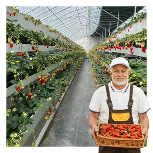 Système d'agriculture verticale NFT, <span class=keywords><strong>pot</strong></span> de culture de fraises en PVC avec design carré, canal NFT hydroponique - Product Image 6