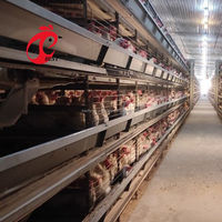 Cages pour volailles pondeuses d'occasion pour 3 poules avec cages à poulets Couche d'oeufs à vendre