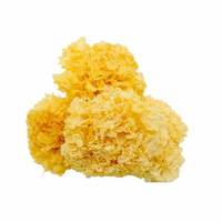 Fabriekslevering 10:1 Polysacchariden 30% Witte Schimmel Extract Poeder