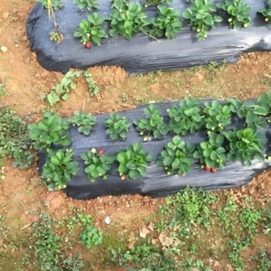 Kaliteli tam otomatik 1500-2000mm ABC üç katmanlı plastik tarım malç Film yapma makinesi