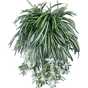 Plantes artificielles en forme d'araignée dorée Meng Jie, 61 pouces, verdure suspendue, simulation en PVC souple, décoration sans pot - Product Image 5