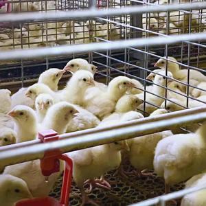 <span class=keywords><strong>Kit</strong></span> de cages pour poulets de chair entièrement automatisé et économe en main-d'œuvre, avec modules complets d'alimentation, d'abreuvement, de collecte des excréments et de ventilation - Product Image 2