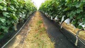 حصيرة للحدائق بكتل الأعشاب الضارة ، غطاء غشائي متين للتحكم في تآكل التربة لنسيج المناظر الطبيعية في الدفيئة - Product Image 4