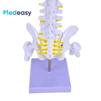 Colonne vertébrale verticale médicale de 45CM avec le bassin et le fémur, modèle médical de colonne vertébrale