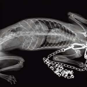 Appareil de radiographie vétérinaire Mini clinique pour animaux de compagnie Appareil de radiographie numérique portable DR Écran tactile Appareil de radiographie portable - Product Image 2