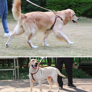 Conjunto de arnés y correa de cuero para perros Chaleco de arnés de hombro con cuello mediano y grande - Product Image 6