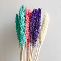 Nouveau produit Top vendeur fleur de ginseng séchée conservée pour la maison/fleurs de décoration de mariage