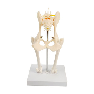 Modelo de articulación de cadera de perro, modelo de anatomía esquelética canina, modelo de construcción de textura de esqueleto, material didáctico para ganadería - Product Image 3