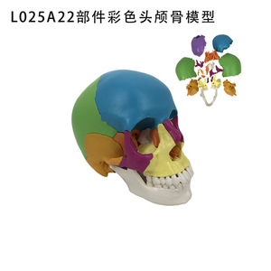 Modèle de crâne humain 1:1, 22 pièces, pour l'enseignement, l'art, la dentisterie, l'analyse, qualité médicale - Product Image 5