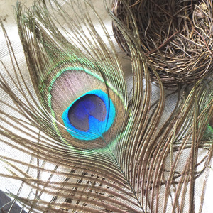 Plumes naturelles <span class=keywords><strong>Plume</strong></span> de paon <span class=keywords><strong>indien</strong></span> pour la <span class=keywords><strong>d</strong></span>écoration de robe de mariée Costumes de carnaval - Product Image 4