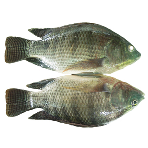 Alevin Live Poisson Freshwater Farm Black Tilapia Block Filete <span class=keywords><strong>De</strong></span> Tilapia Food Iqf Haccp Exportador - Product Image 1