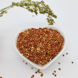 Nouvelle récolte de maïs à balai rouge chinois <span class=keywords><strong>Millet</strong></span> Prix bon marché pour graines pour <span class=keywords><strong>oiseaux</strong></span> - Product Image 4