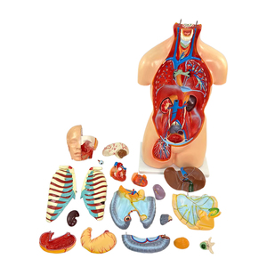 Modèle d'anatomie du système organique du corps <span class=keywords><strong>humain</strong></span> de 85 cm, 19 parties, anatomie médicale, tronc <span class=keywords><strong>asexué</strong></span>, structure des organes viscéraux - Product Image 4