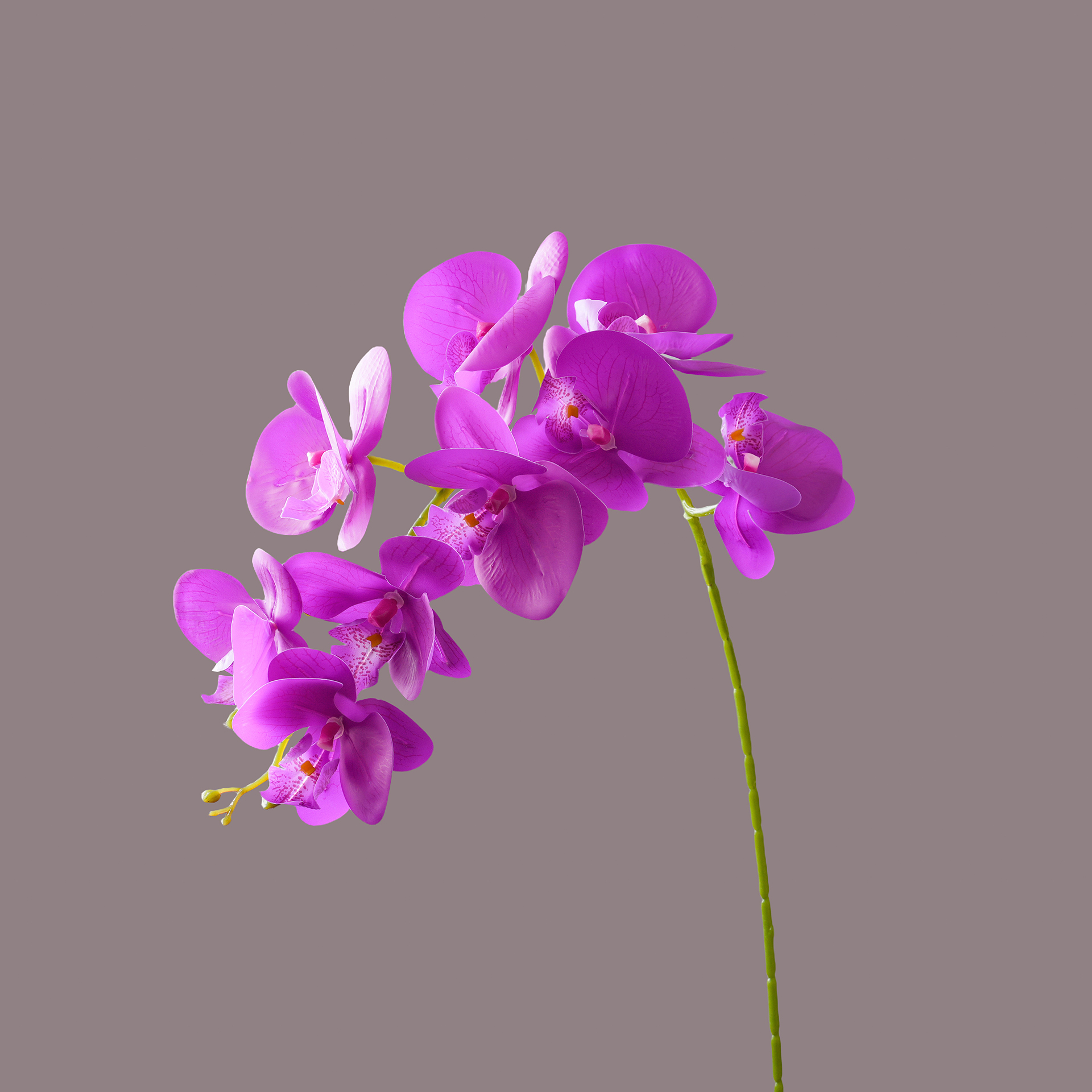 Dark Purple
