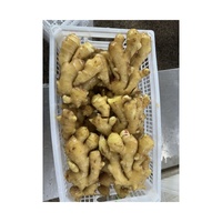 Fournisseur Jining Prix du marché du gingembre frais Graines de gingembre pour la plantation Gingembre frais de qualité supérieure à vendre
