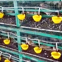 YYC Cage à oiseaux tasse poulet eau tasses automatique volaille buveur tasse pour Pigeon oiseau poulet