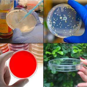 Matière plastique de puissance manuelle de plat de PETRI réutilisable certifiée par CE pour l'usage de laboratoire - Product Image 3