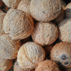 Semi cáscara de coco fresco y seco OEM y suministro al por mayor - Product Image 1