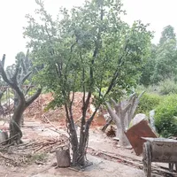 Künstlicher Ficus-Banyanbaum Grüne Landschafts-Bäume Zweige Blätter für Innen- oder Außendekoration