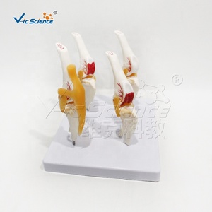 Modelo de Patología de Articulación de Rodilla Canina, Modelo de Enseñanza de Anatomía Canina, Modelo de Enseñanza Funcional de Ciencias Médicas de Lujo, Huesos de Animales - Product Image 2