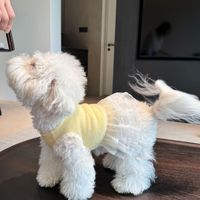 Robe en dentelle sans manches de couleur unie pour chiots Sweet Princess, pour chiens de petite et moyenne taille