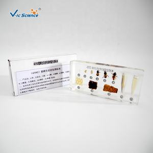 Spécimen de résine spécimens matériels de résine transparente élevée <span class=keywords><strong>histoire</strong></span> de la vie spécimens incorporés d'abeilles - Product Image 4