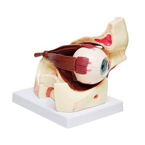 Modelo de Anatomía del Ojo Humano TB-02, Modelo de Enseñanza Médica para Oftalmología y Optometría - Product Image 3