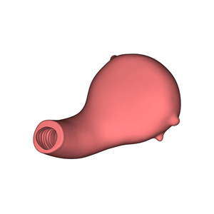 Modello di formazione per miomectomia uterina modello di formazione medica modello di insegnamento ospedaliero e scolastico - Product Image 2