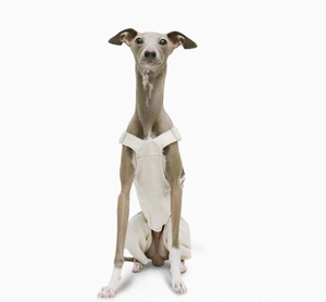 Salopette légère en coton pour chien de type Greyhound italien, pantalon ajustable pour Bedlington, Whippet et Pointer à poils longs - Product Image 4