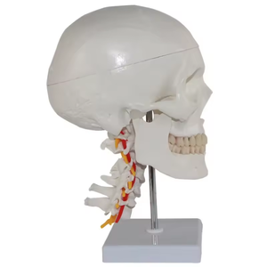 Y tế khoa học giải phẫu PVC cuộc sống Kích thước mô hình giảng dạy kèm theo cổ tử cung Mô hình bộ xương người mô hình hộp sọ - Product Image 5